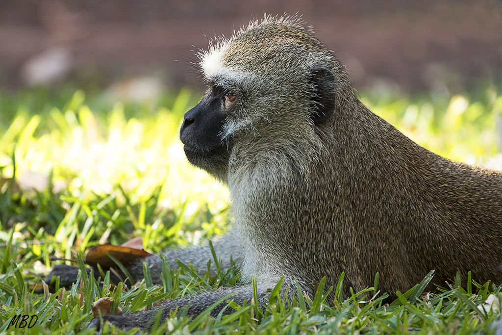 Puedo hacer retratos