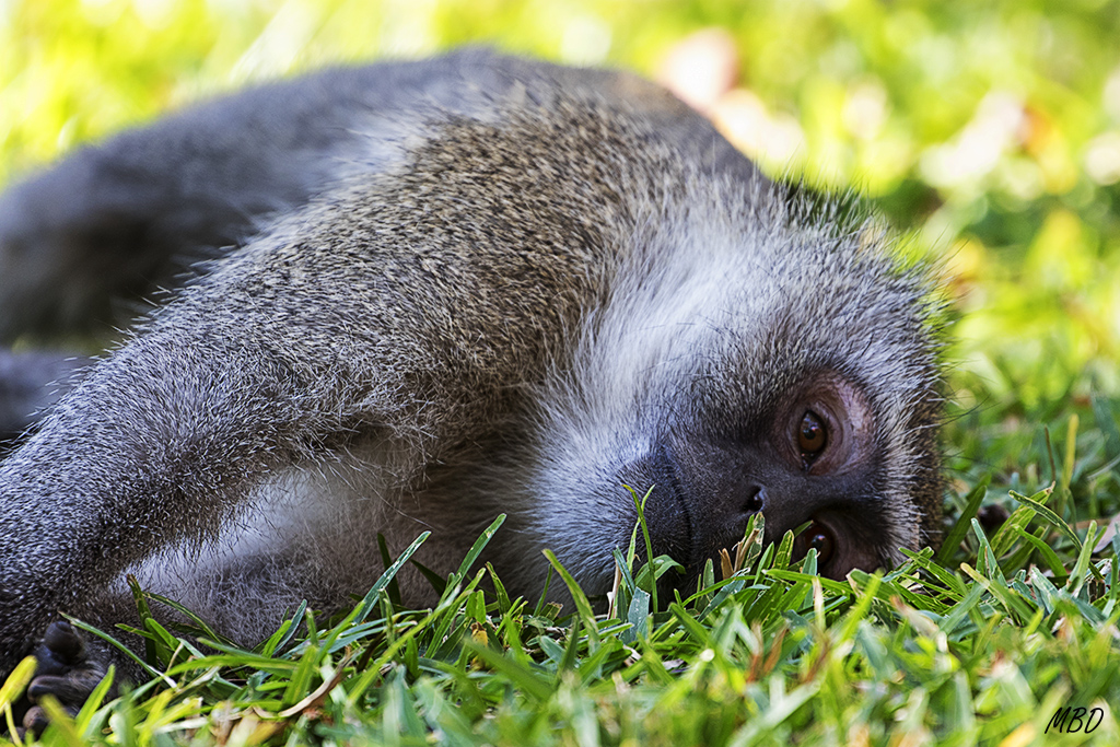 Melancolía (en qué pensará?)