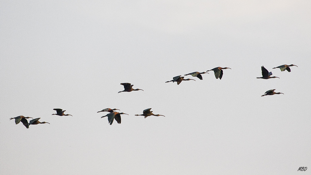 Un bando de moritos surca el cielo