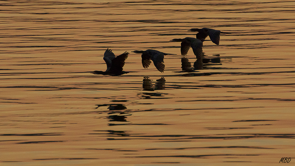 Los cormoranes se encaminan a su dormidero
