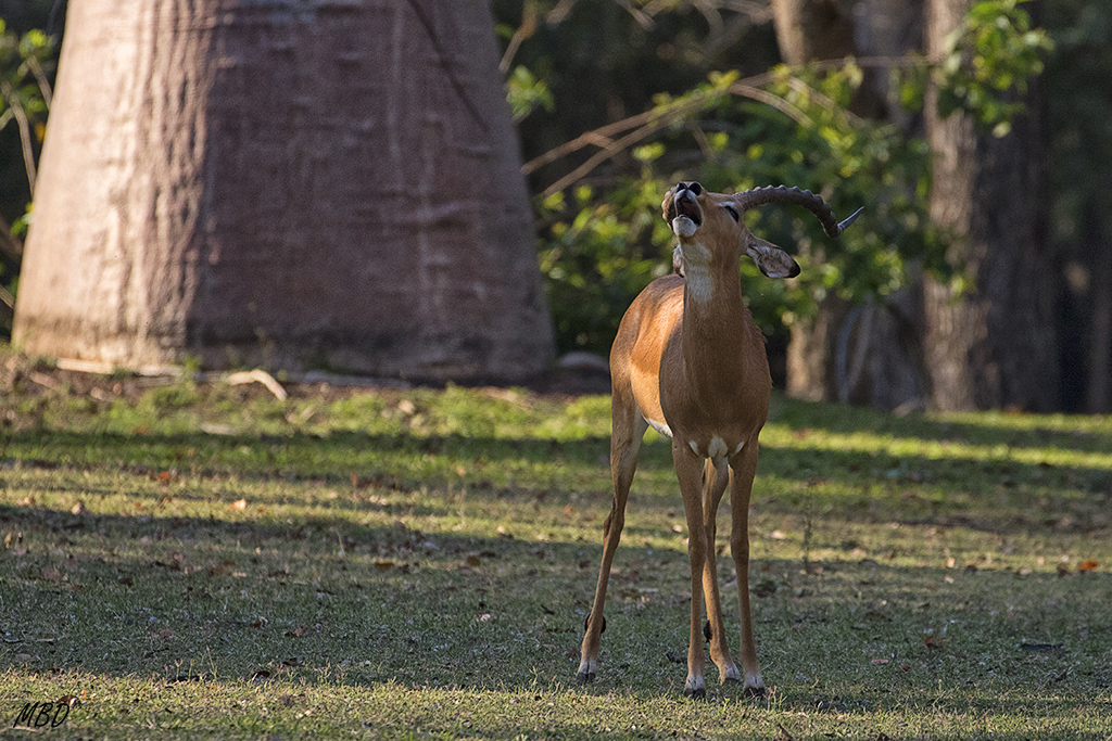 Nuevo día. Los impalas a su rollo