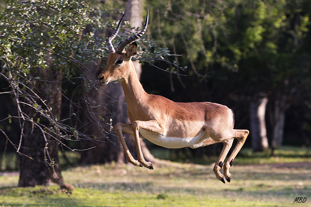 Se suceden las carreras