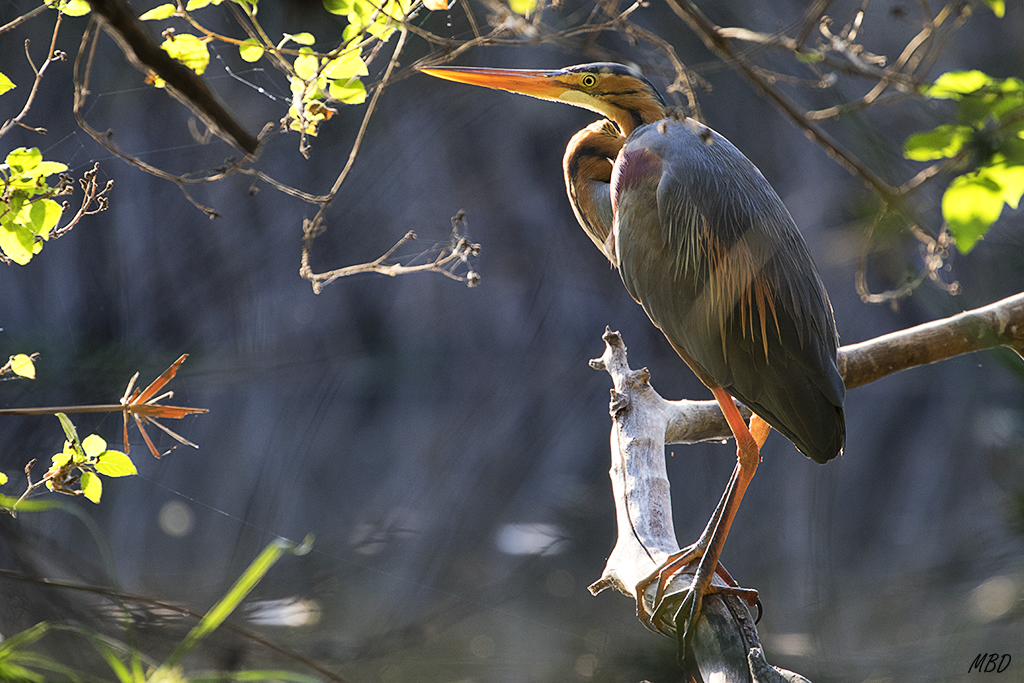 En la charca sorprendo a esta garza imperial