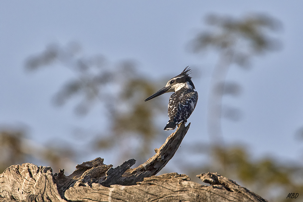 Y al martín pescador