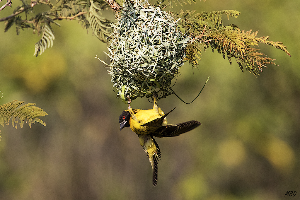 Tejedor trabajando en el nido