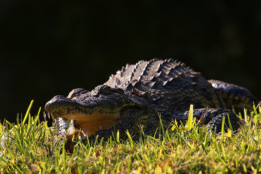 También en la charca hay peligro