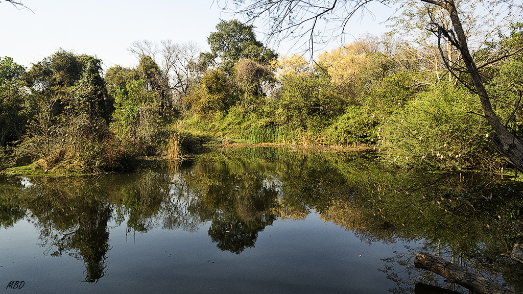 Un espectáculo la charca