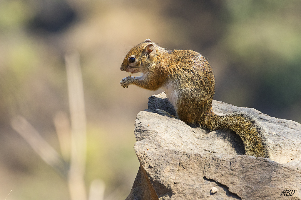 Las ardillas de tierra tomaban el sol