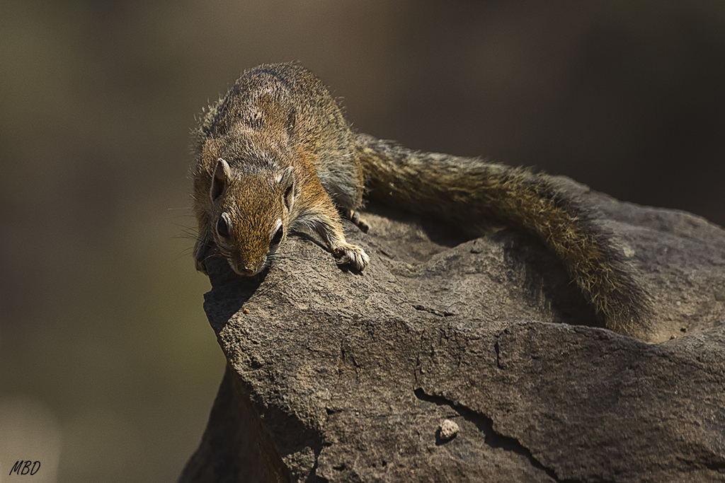 Tímidas corretearon ladera abajo cuando me vieron