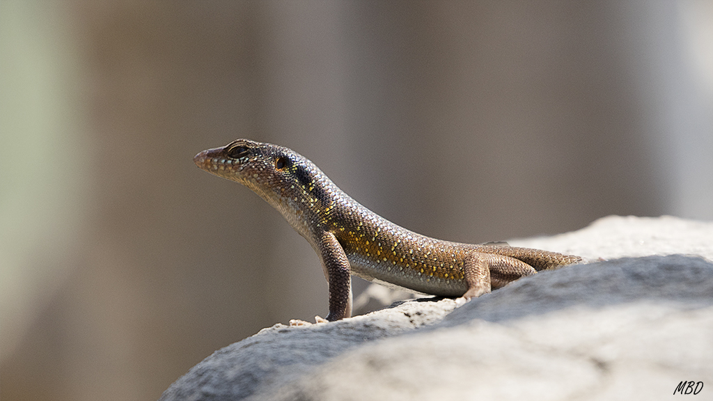 Las modestas lagartijas también tienen bellos colores