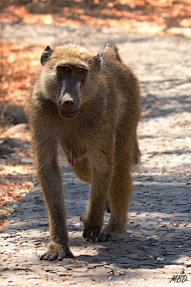 Este amigo paseaba por ahí