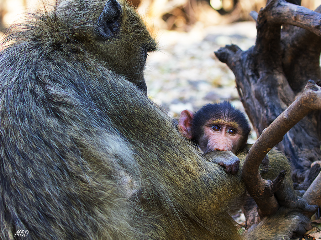 La mamá y el pequeñín