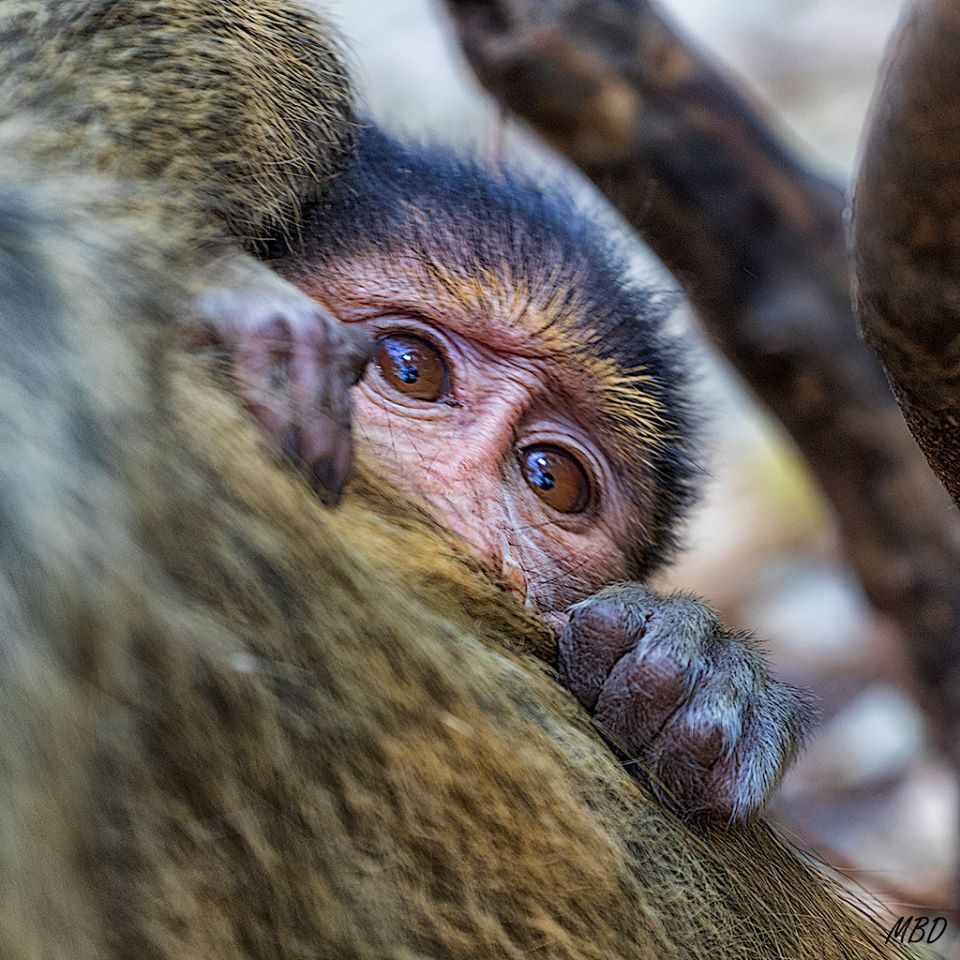 Tímido se aferra a mamá