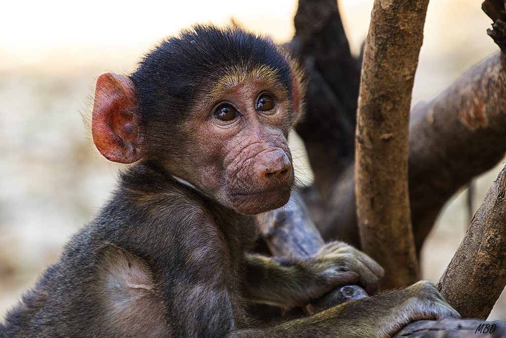 Pero le puede la curiosidad