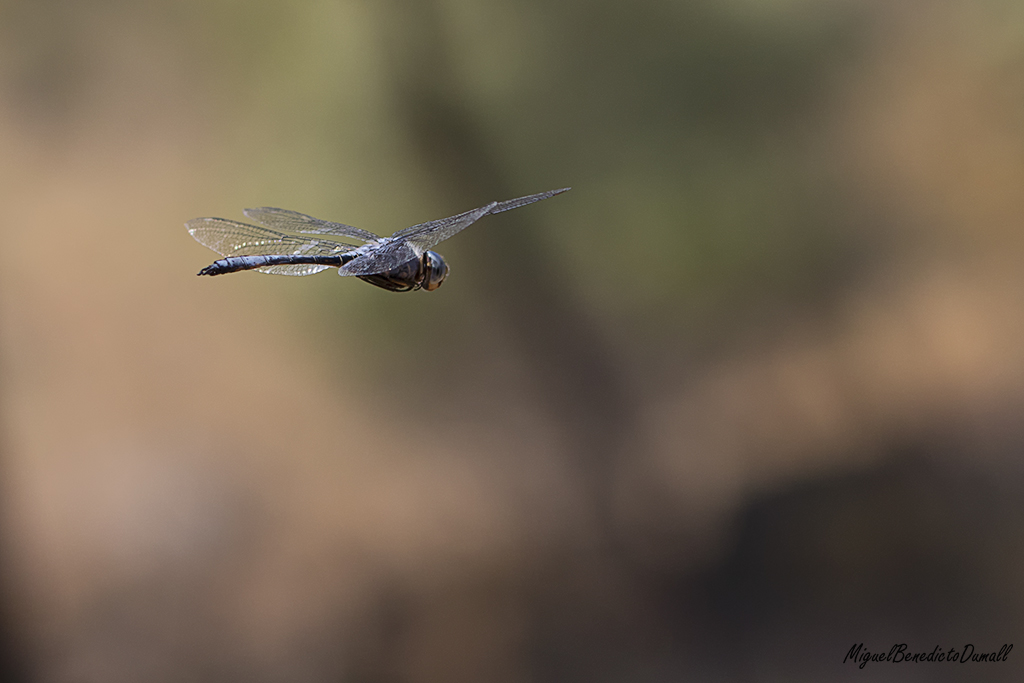 Hasta que no paso a enfoque manual no consigo nada