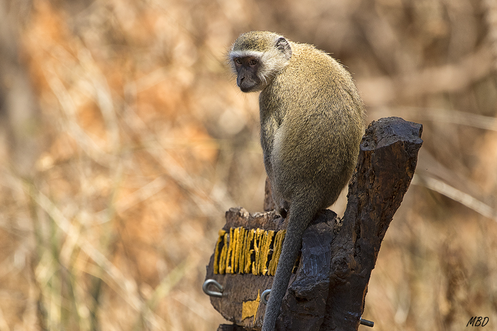 Parecen estar por todas partes