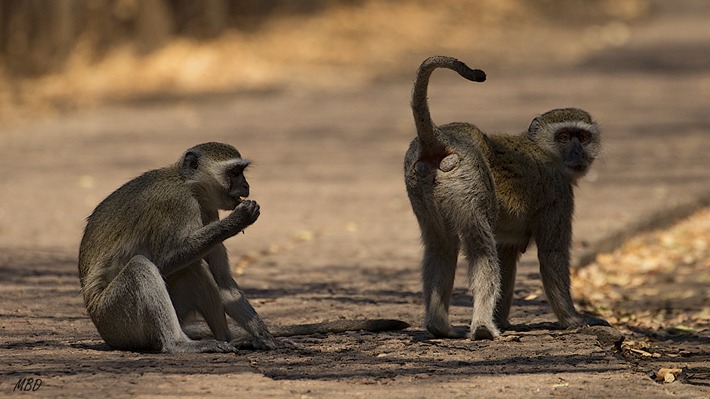 También en medio del camino