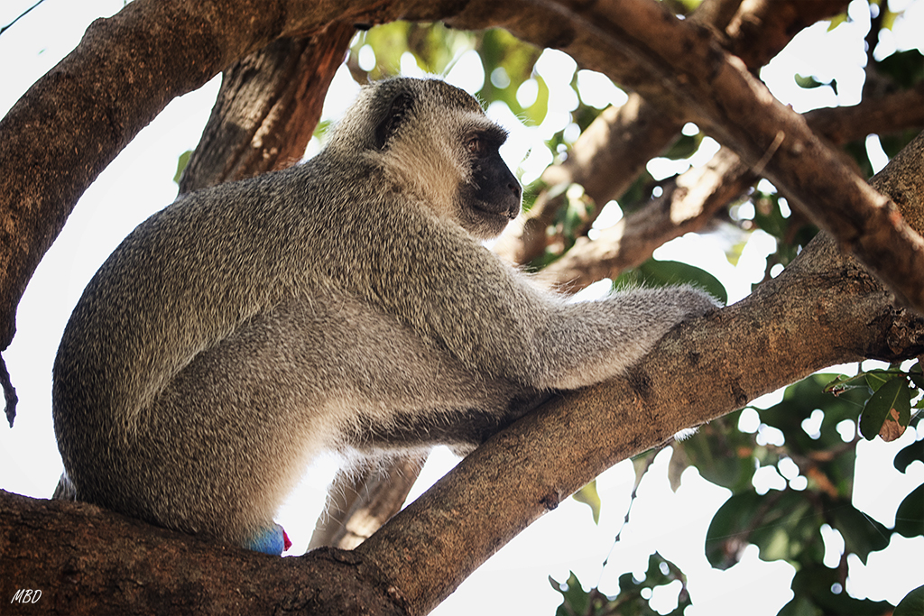 Este macho con los genitales azules ni se inmutó