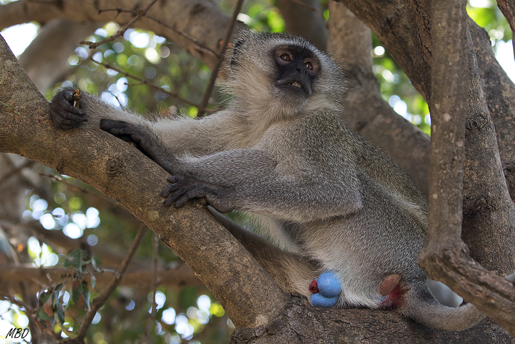 Parece que es un signo de agresividad y supremacía
