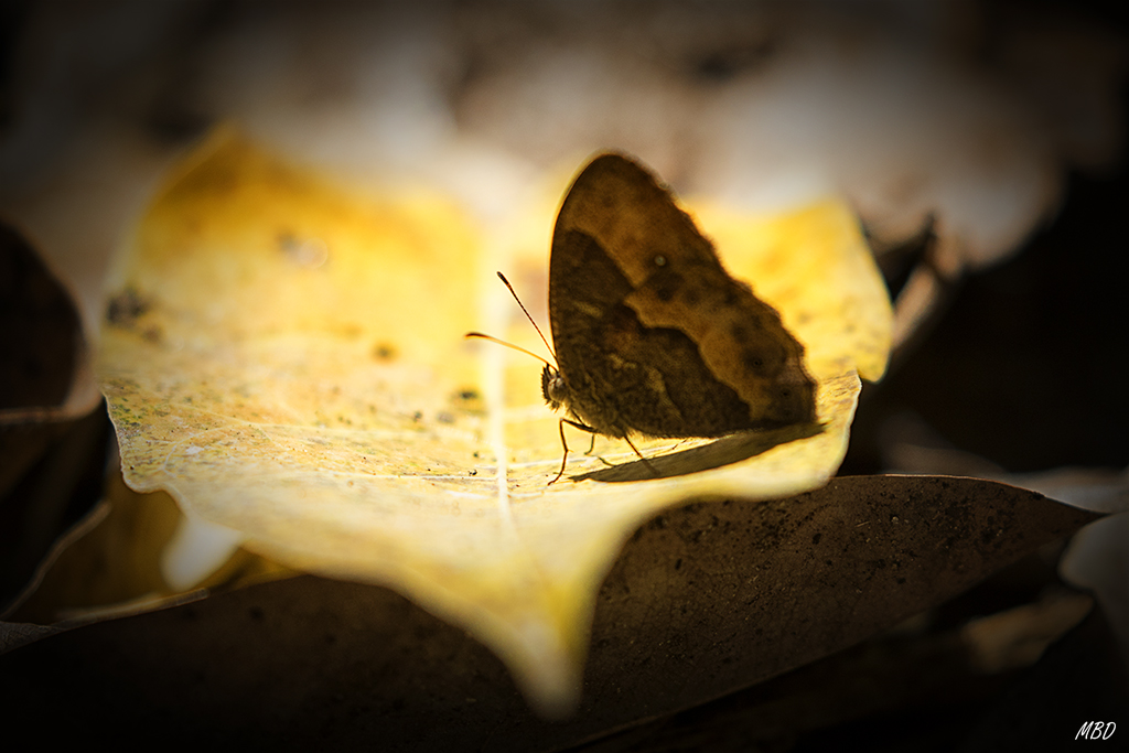 La mariposa reinaba bajo los focos