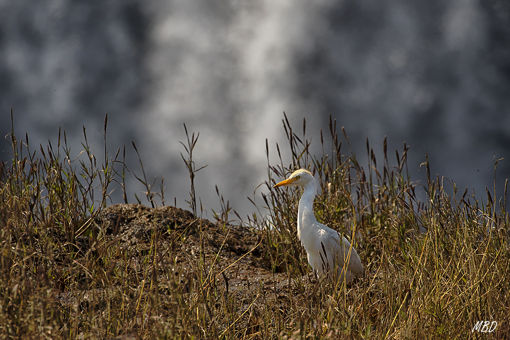 Al fondo la cortina de agua.