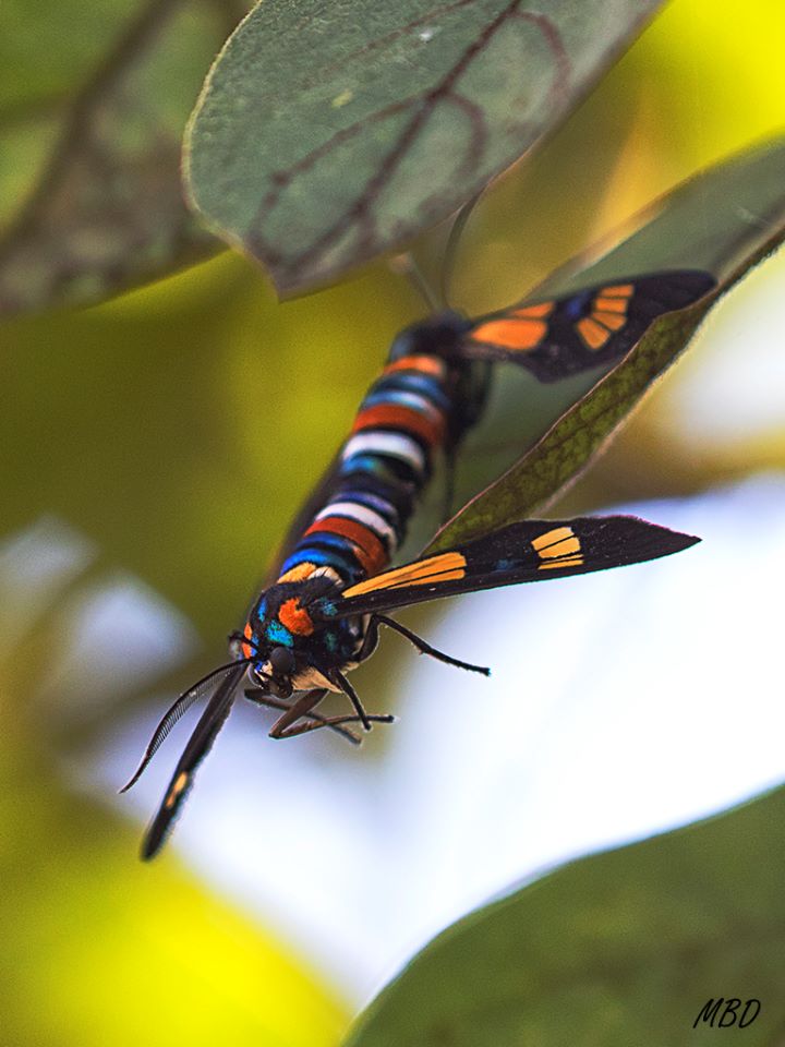 Una cópula nada menos.