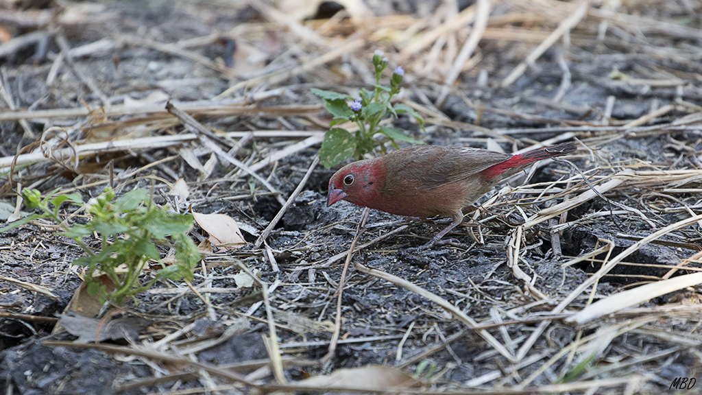 Pájaros rojos…