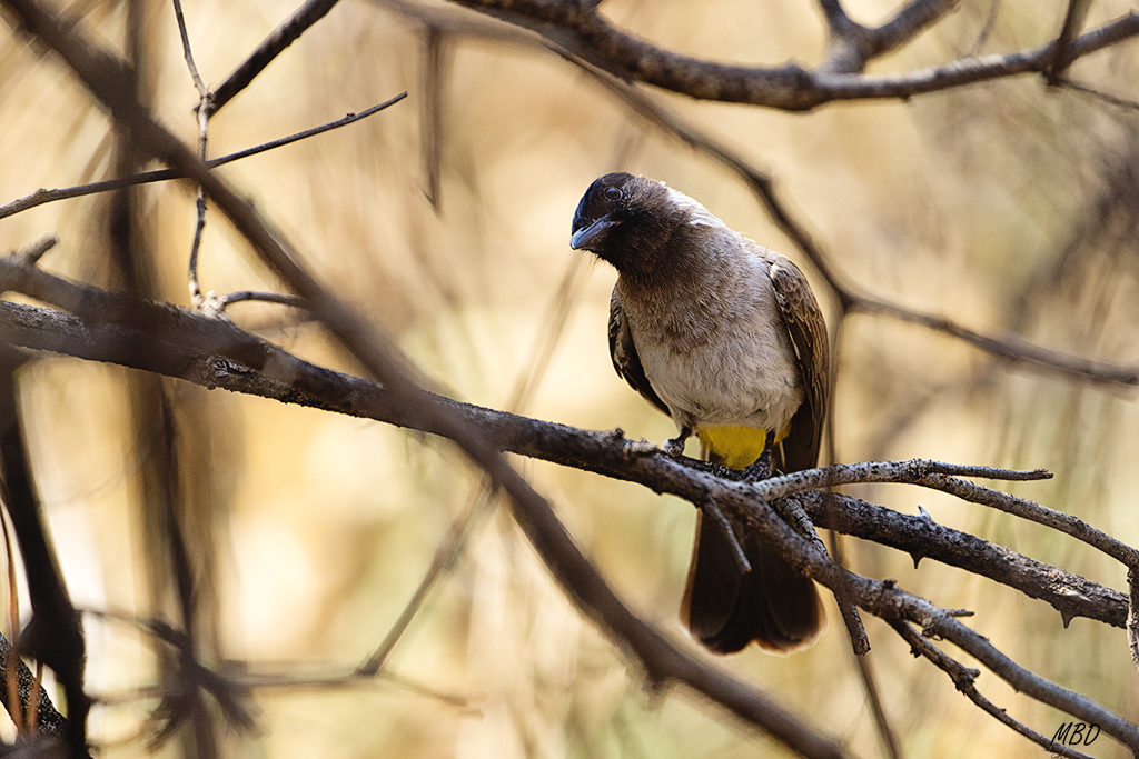 Me miraba con curiosidad