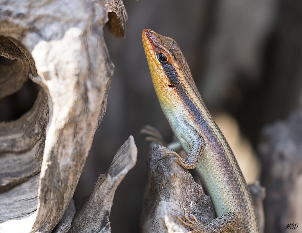 Las lagartijas también reclaman atención