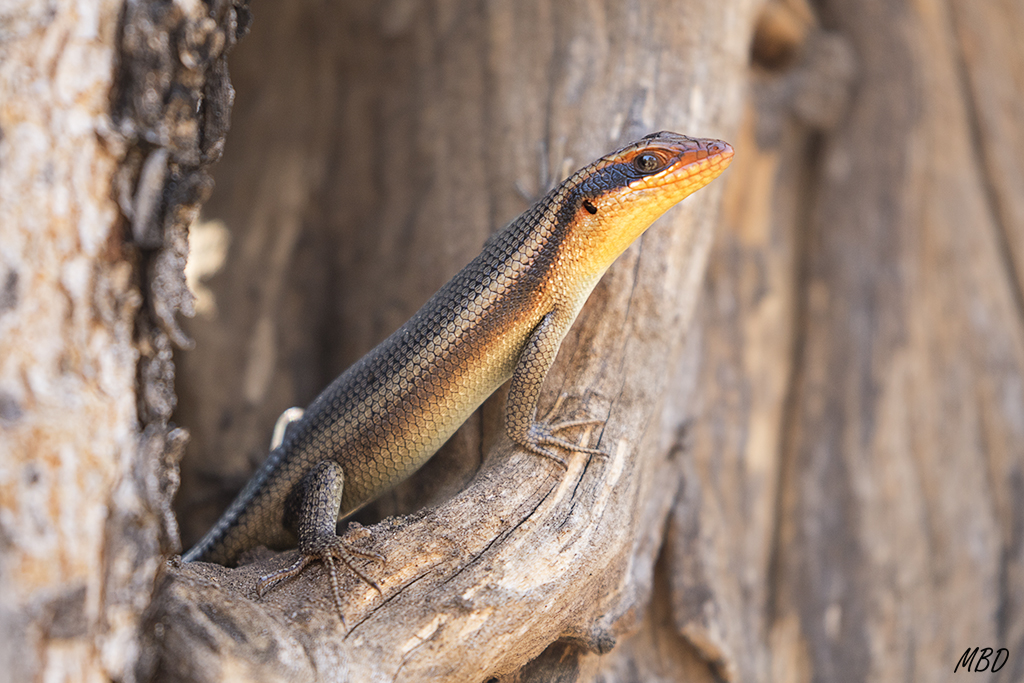 También parece curiosa