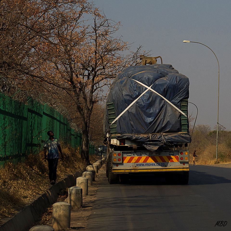 Y este conductor no puede echar al polizón!