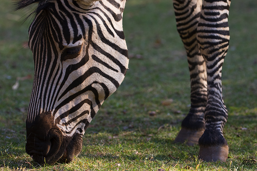 Me entretengo captando detalles