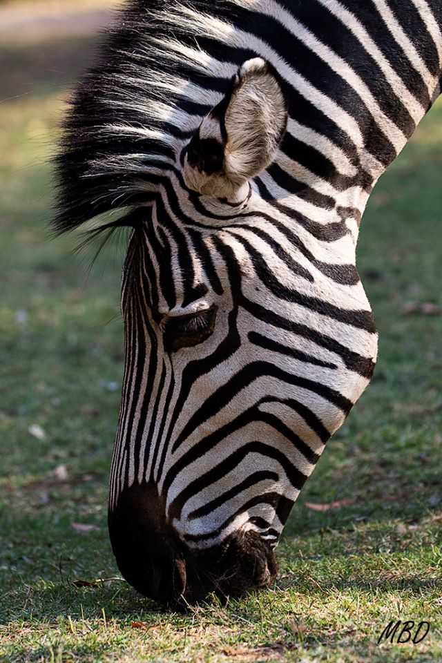 Buen peluquero tenía