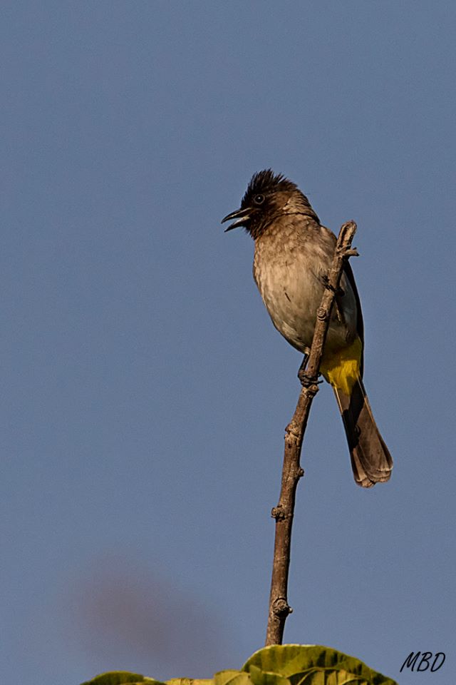 De nevo en la charca