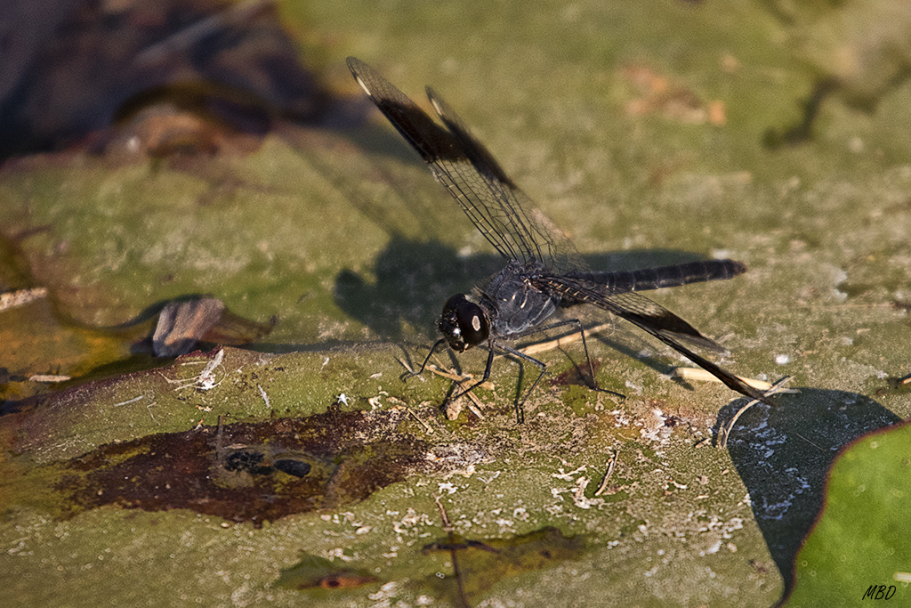 Interesante libélula