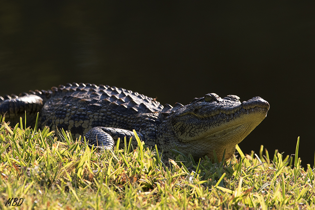 Nuestro cocodrilo se solea
