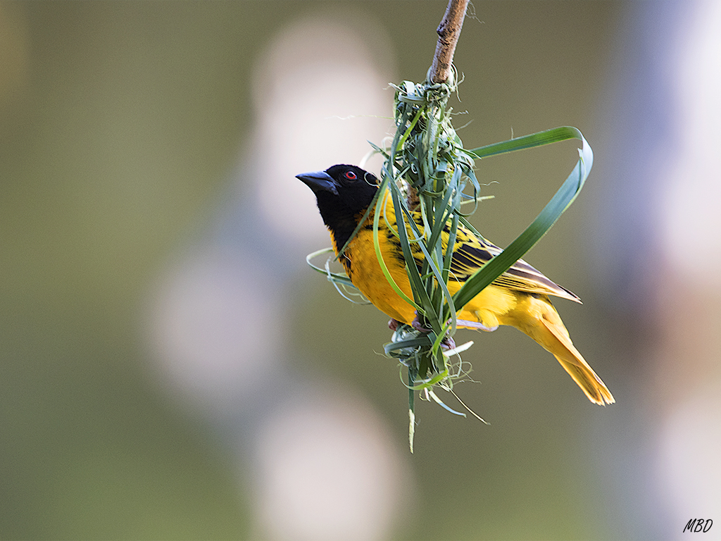El tejedor trabaja en su nuevo nido