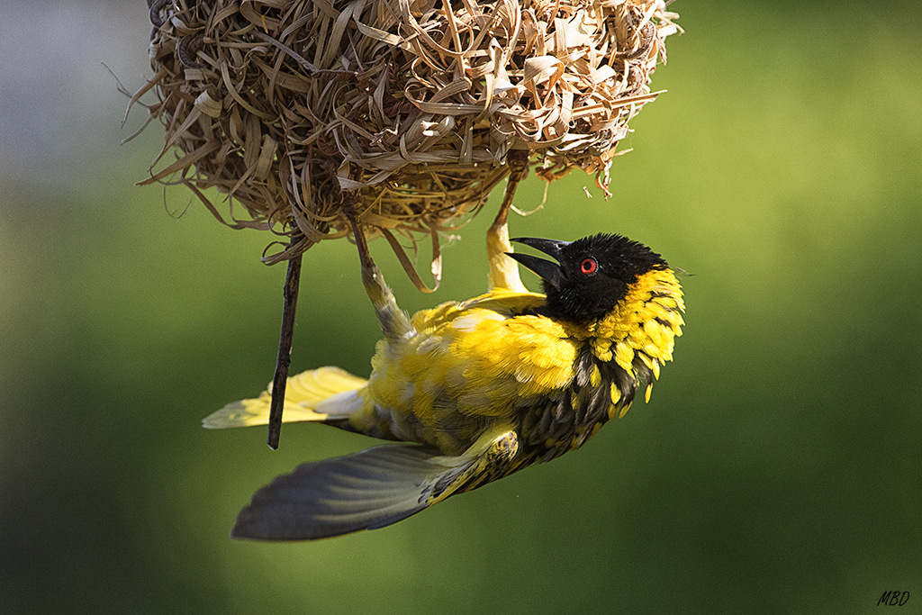 También reparan nidos existentes