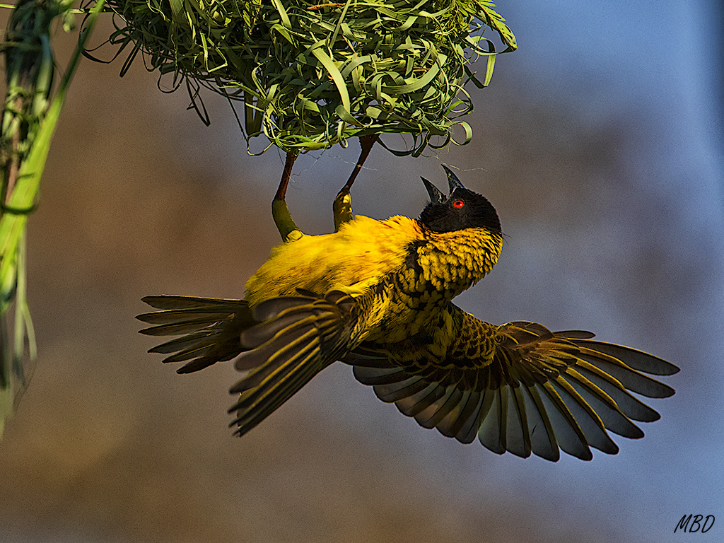 Este lo está terminando