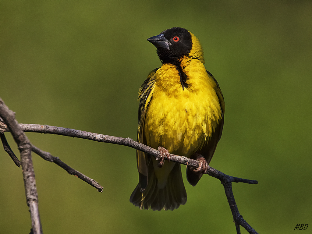Su colorido es espectacular