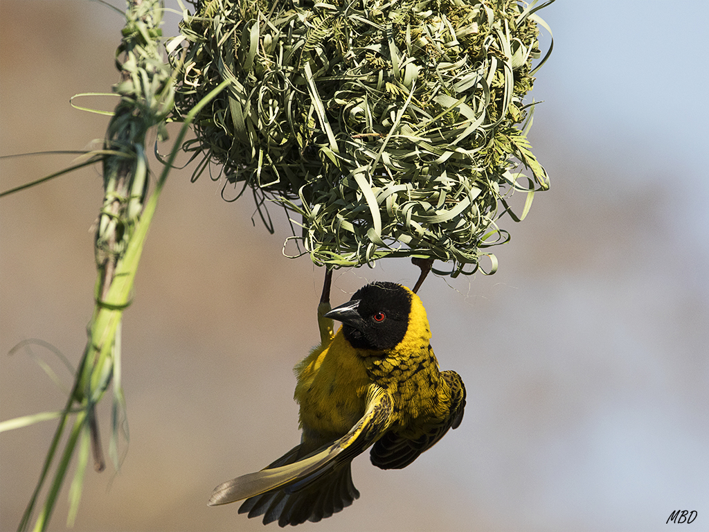 Disfruto y no puedo parar
