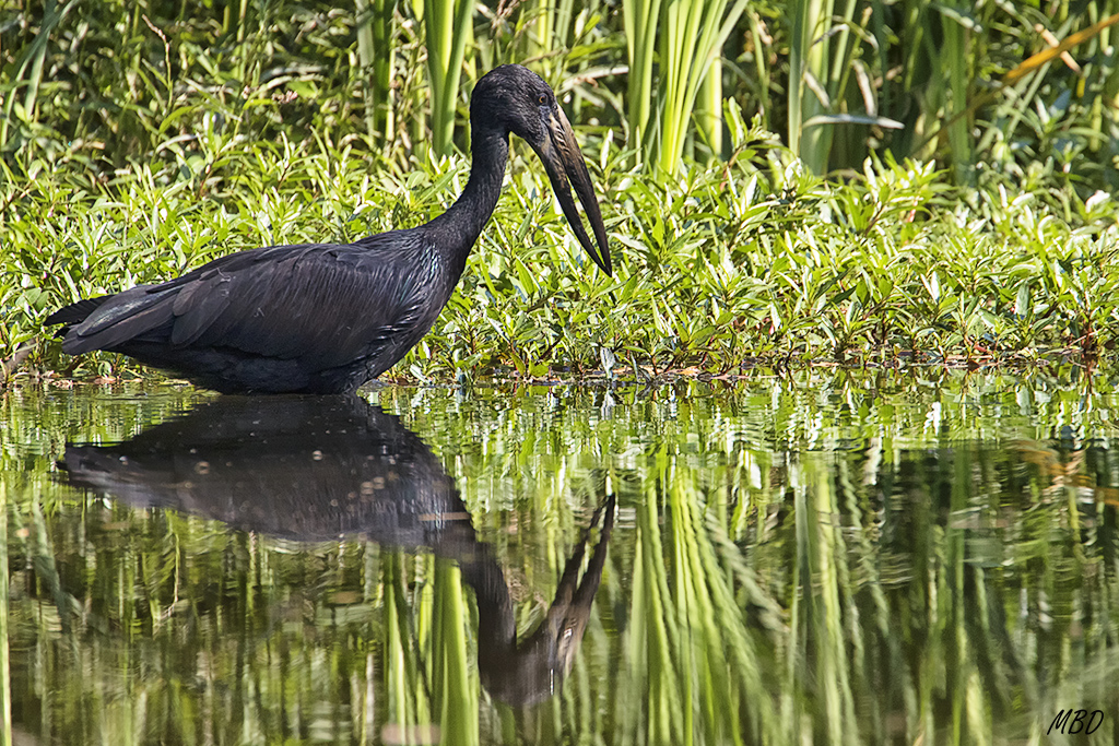 Muy chulo su reflejo.