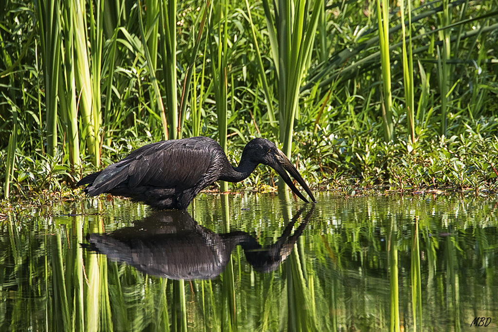 Las cañas verdes decoran la escena