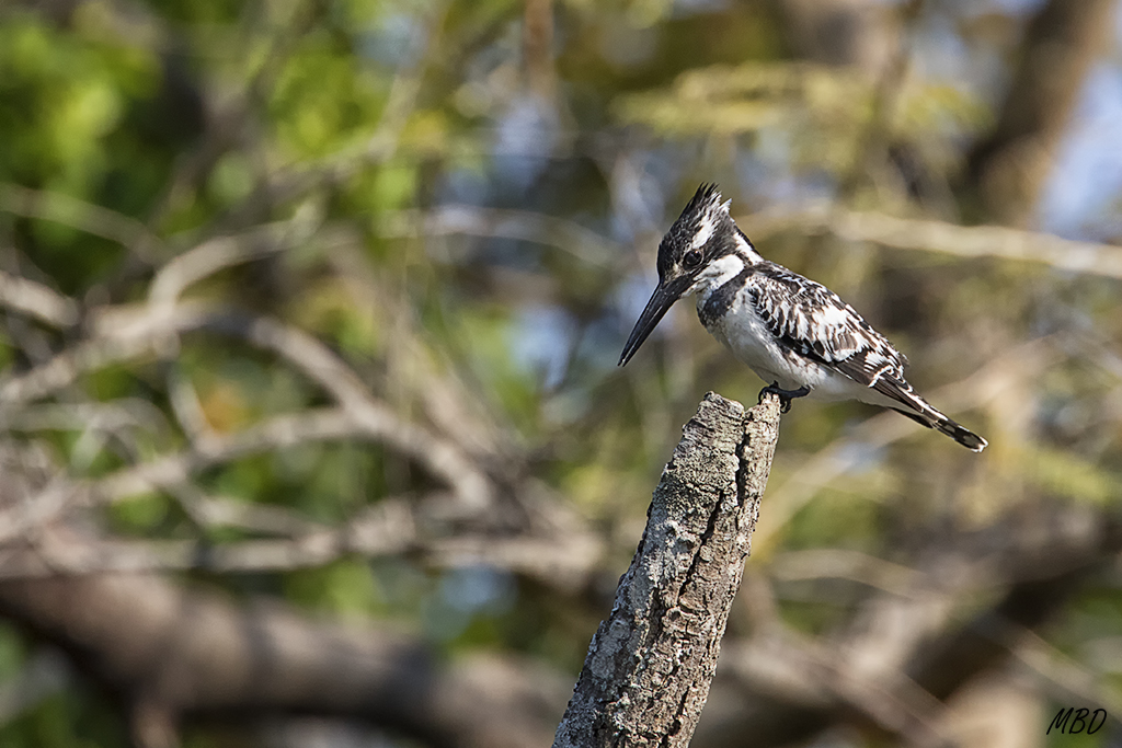 El martín anda de pesca