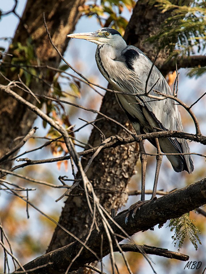 La garza real también espera su turno