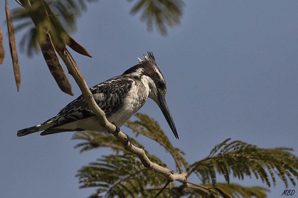 El martín me ignora