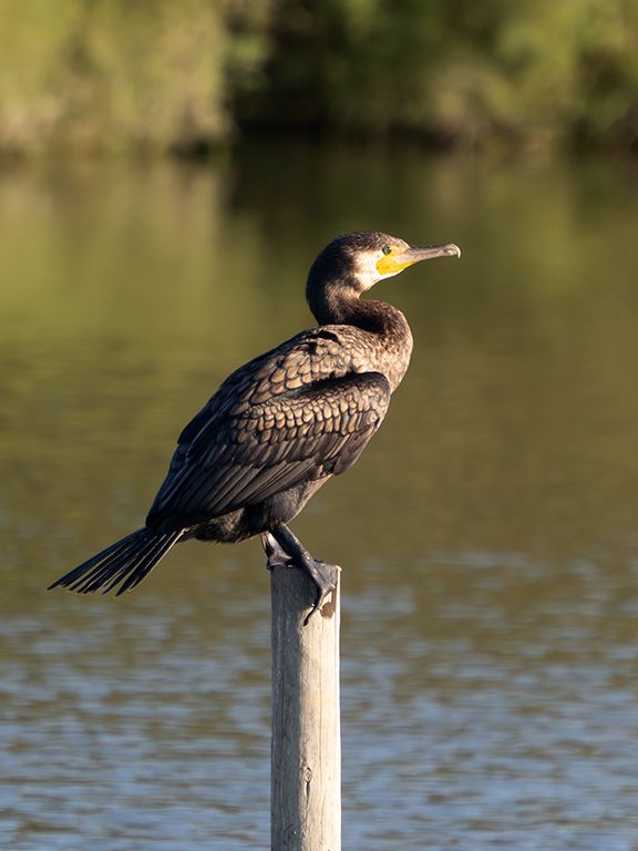 Cormorán