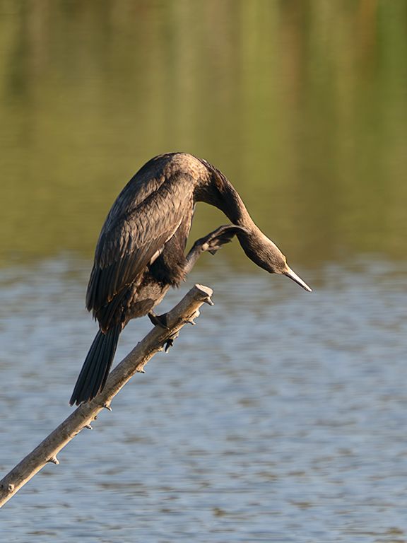 Cormorán