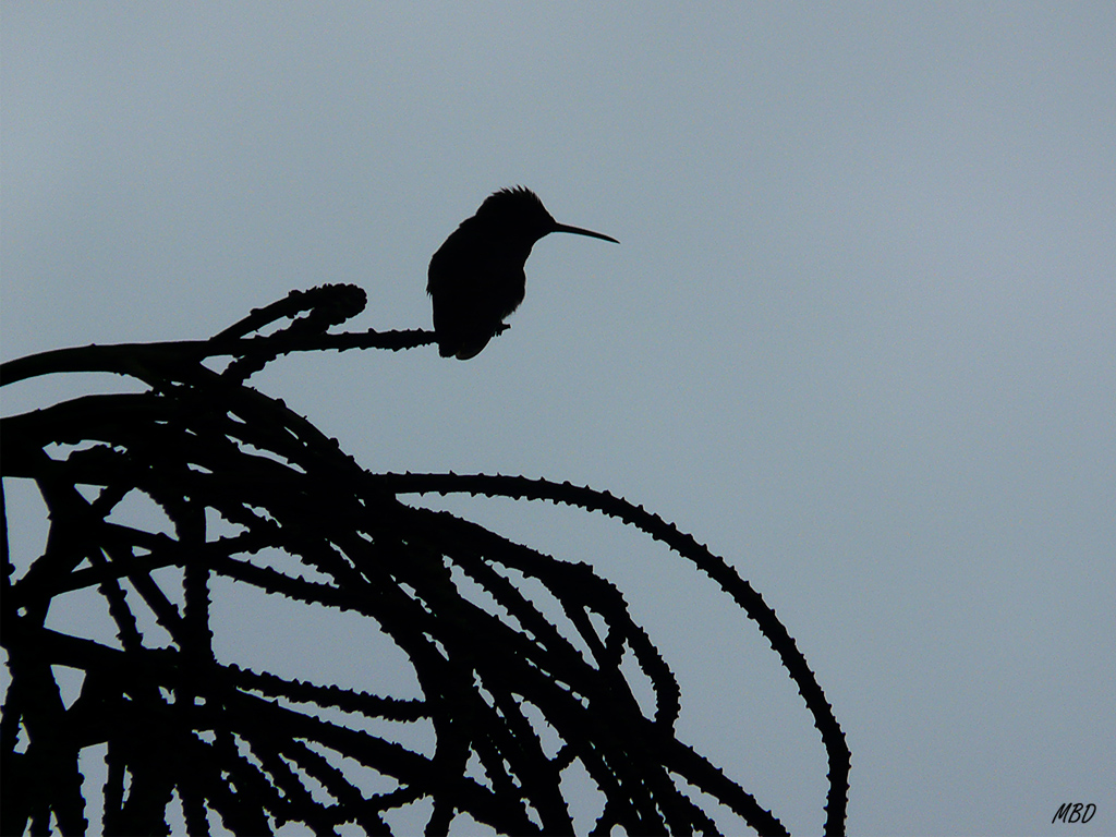 Su silueta me pareció interesante para componer este contraluz