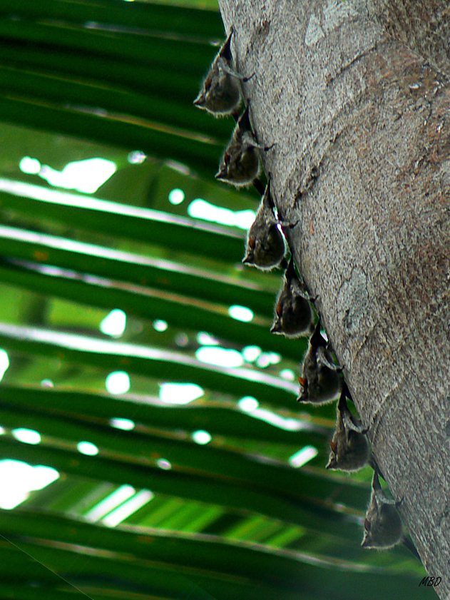 Inusual alineamiento en esta guardería